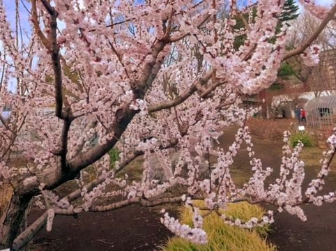 Discovering Nature’s Pharmacy at Tokyo Medicinal Plant Garden 🌿 Discovering Nature’s Pharmacy at Tokyo Medicinal Plant Garden 🌿