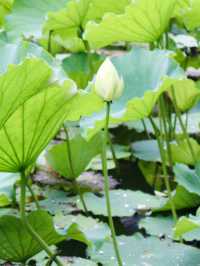 Shanghai: Zuibaichi Park Views🌿🪷