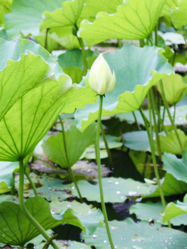 Shanghai: Zuibaichi Park Views🌿🪷 Shanghai: Zuibaichi Park Views🌿🪷