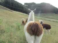 地下星河/懷託摩螢火蟲洞