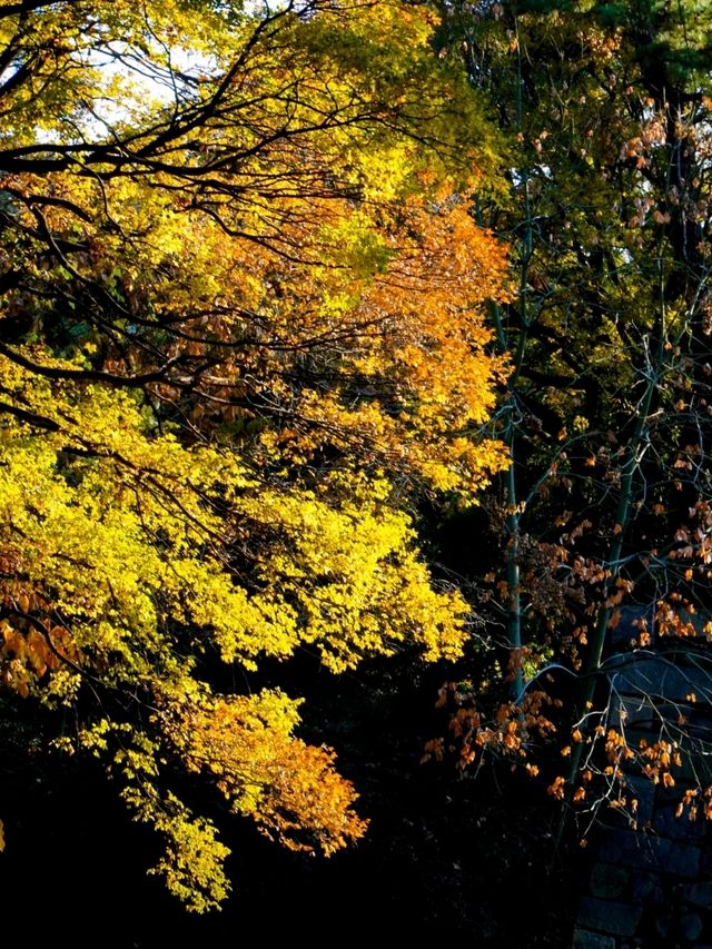 JAPAN AUTUMN 2025 JAPAN AUTUMN 2025