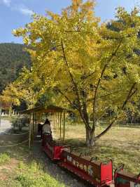 不用飛韓國及日本,在中國廣東也可看到超美的銀杏🤩🤩