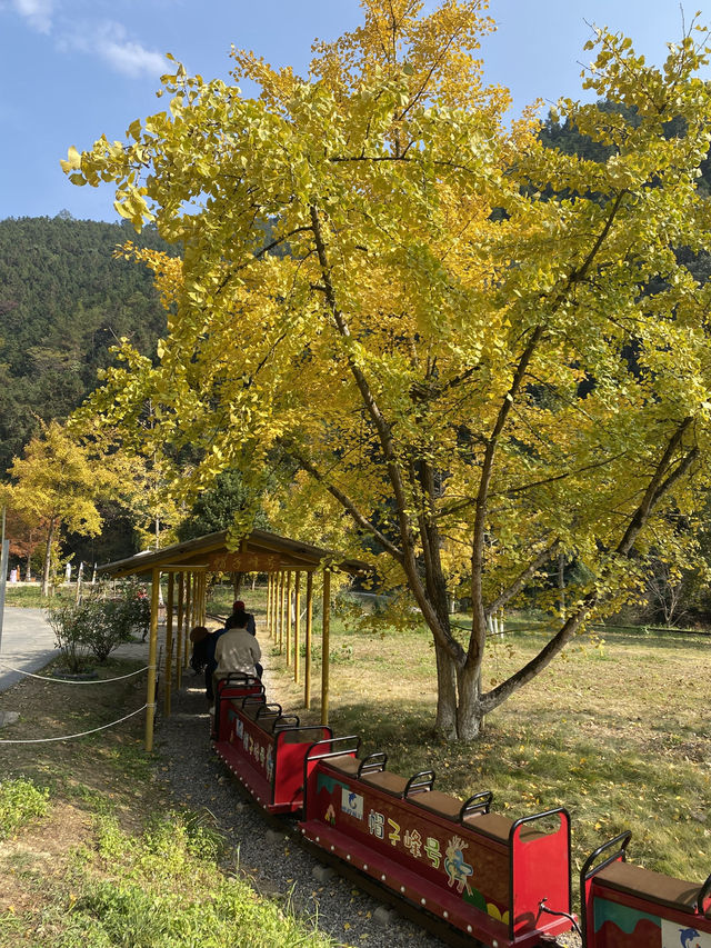 不用飛韓國及日本,在中國廣東也可看到超美的銀杏🤩🤩 不用飛韓國及日本,在中國廣東也可看到超美的銀杏🤩🤩