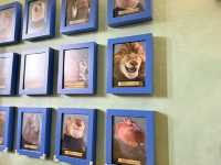 Shanghai Night Magic✨