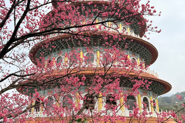 走進粉色圓舞曲:淡水天元宮春日賞櫻紀行|Trip.com 新北