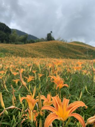 A healing day surrounded by a sea of golden flowers.