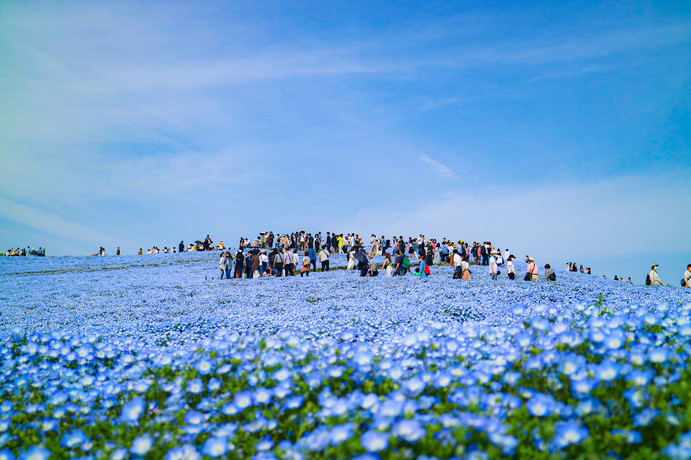 A Sea of Blue: The Must-See Nemophila. | Trip.com Hitachinaka