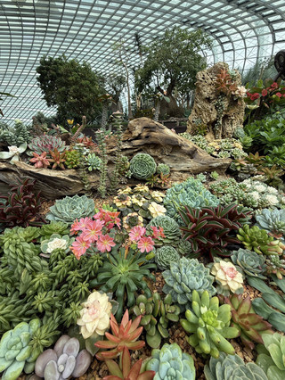 🌵 A Desert in the Dome: Discovering the Rare Beauty of Succulents at Flower Dome 🌸