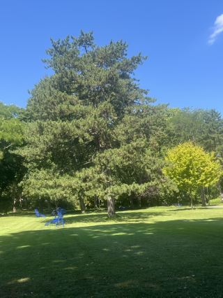 德國曼海姆：走進歐洲最美綠洲，路易森公園沉浸式玩法！