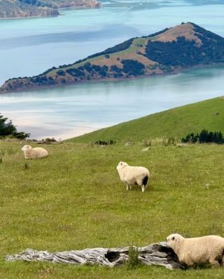 After New Zealand, I finally understand why people never want to leave.