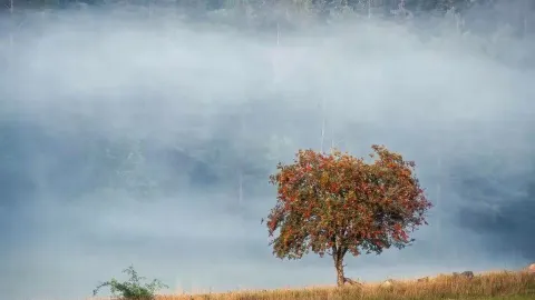 🌫️🇸🇪 スウェーデンの霧深い朝 ― 静かな北欧の夢 — traveler post in リンシェーピング