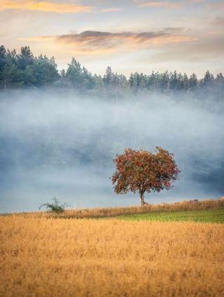 🌫️🇸🇪 Misty Mornings in Sweden — A Quiet Scandinavian Dream