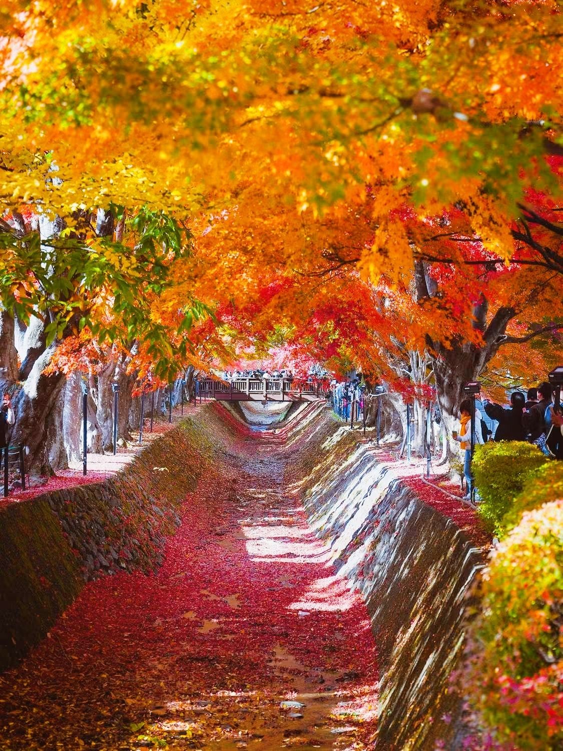 Mt. Fuji + Autumn Palette Shot.