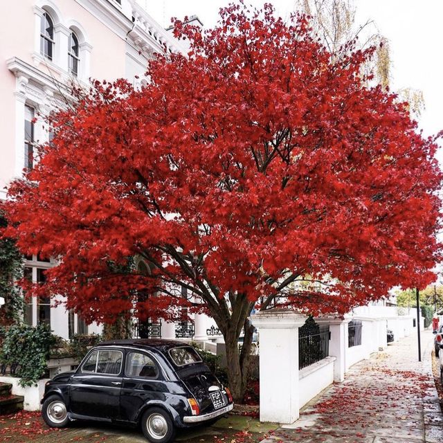 Notting Hill in Autumn: A Colorful Canvas 