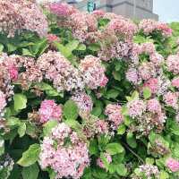 東京市內的繡球花觀賞好地方 |舊中川水邊公園