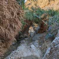 Enjoying the wonder of the Ein Gedi oasis 