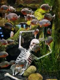 seoul aquarium 🐠 rainy date idea