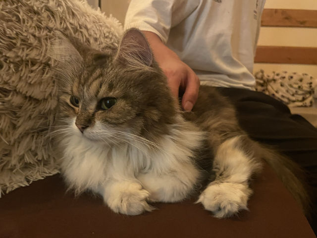 【ハンガリー🇭🇺】中心地に位置する猫カフェ🐈🐾 in Budapest