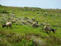 Coastal Charm at Point Reyes