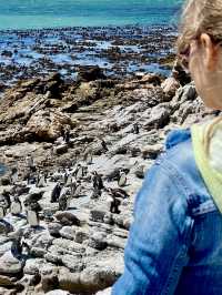 Discover Betty’s Bay, South Africa 🐧