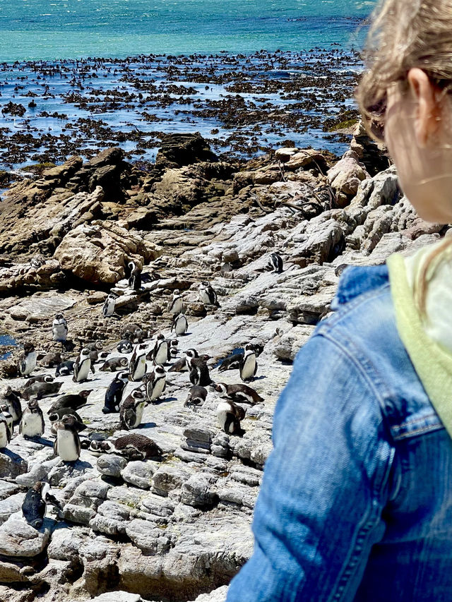 Discover Betty’s Bay, South Africa 🐧