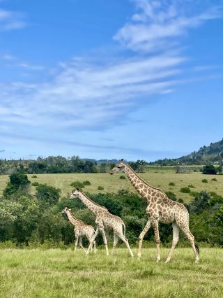 📍Plettenberg Bay Game Reserve, South Africa 🦓
