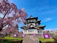 The castle and the spring sakura 