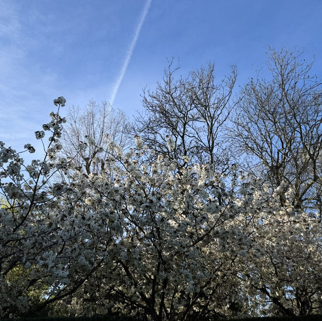 Spring into Bloom