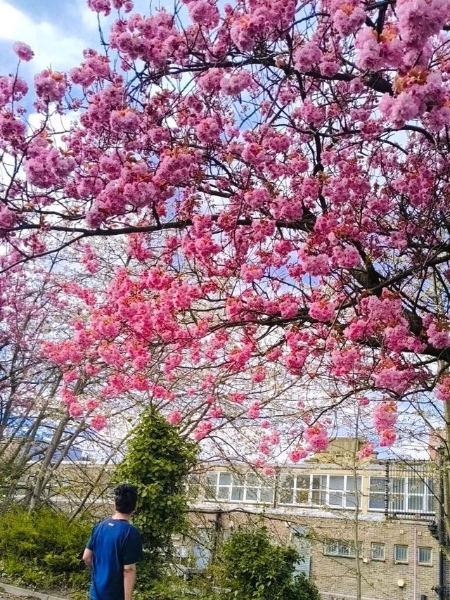 April summer blossoms in Newcastle 