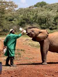 Nairobi Elephant Orphanage – Tiny Trunks, Big Hearts 🐘