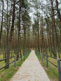 The Curonian Spit is a narrow sandy stretch of land between the Baltic Sea and the Curonian Lagoon