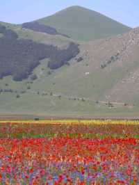 🌼 A Sea of Blossoms – Castelluccio di Norcia, Italy