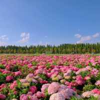 Kunming: A Floral and Culinary Paradise Where Spring Never Ends