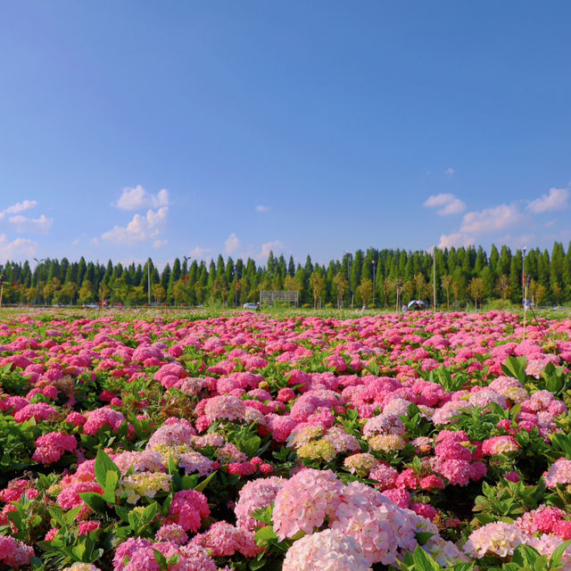 Kunming: A Floral and Culinary Paradise Where Spring Never Ends