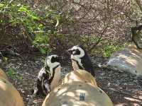 The African Penguins at Boulders Beach