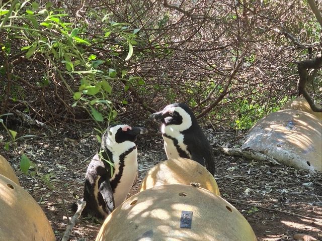 The African Penguins at Boulders Beach