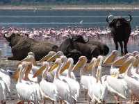 觀鳥天堂～納庫魯國家公園