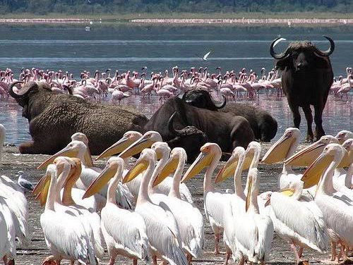 觀鳥天堂～納庫魯國家公園