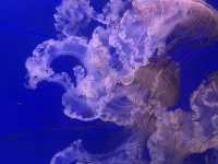 The oceanographic of Valencia