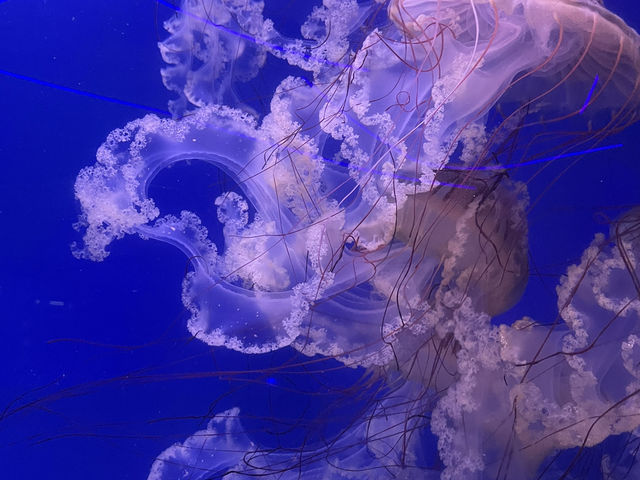 The oceanographic of Valencia