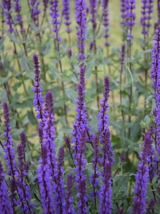 Ruins of St. Anthony Church in Jałówka: A WWII Testament 🏚️💔