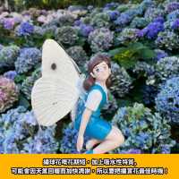 期間限定💜元朗紫色繡球花