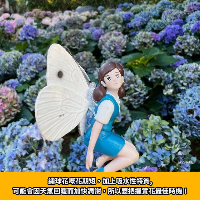 期間限定💜元朗紫色繡球花