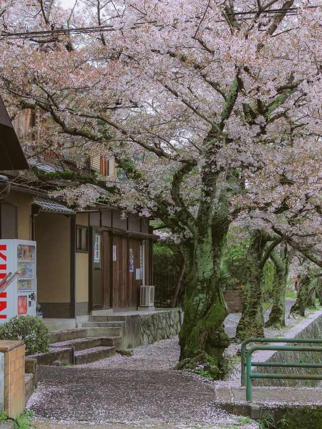 The ordinary street view looks better with flowers.