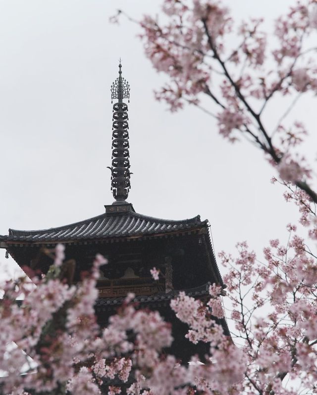 Chase the cherry blossom feast, essential guide for cherry blossom viewing around the Great Buddha of Kamakura.