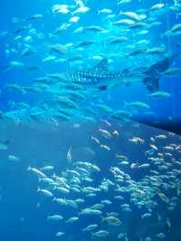 【珠海長隆海洋王國】有童心，夢幻的海洋世界，海洋館控必去！
