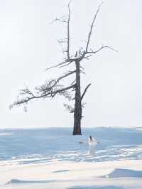 白哈巴在世界的盡頭遇見最孤獨的樹