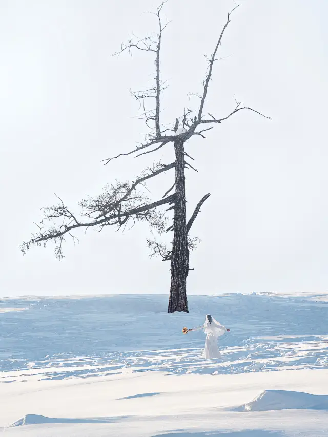 Baihaba meets the loneliest tree at the end of the world