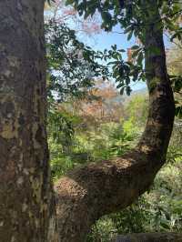 尋雲髻山紅葉