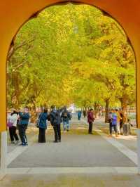 毗鄰故宮的中山公園，也是北京賞銀杏的好地方